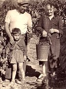 Foto vendemmia 1952
